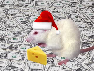 rat steals money funny