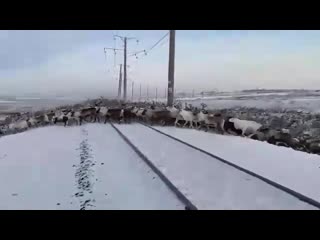 deer on the railroad