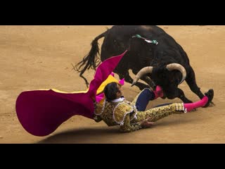 bullfighting fighting bull is not for the faint of heart