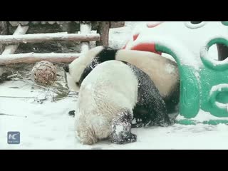 pandas play in the snow