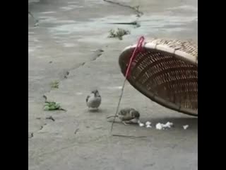 smart sparrow