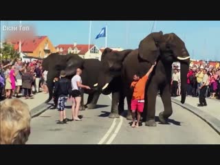 elephants are so smart and different. elephants in work