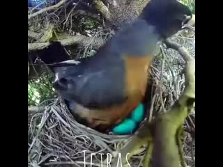 eggs of redstart and finches. snake . - share this video